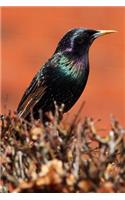 Beautiful Blackbird Journal: 150 Page Lined Notebook/Diary