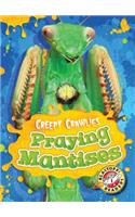 Praying Mantises