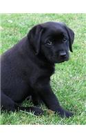 Black Labrador Puppy Calendar Notebook: Dog Wisdom Quotes(1 Summer Days Undated Planner 8.5x11)