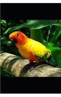 Parrot
