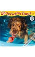 Underwater Dogs 2020 Square