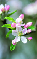 Apple Blossom