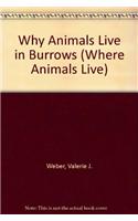 Why Animals Live in Burrows