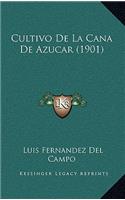 Cultivo De La Cana De Azucar (1901)