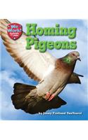 Homing Pigeons