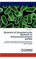 Dynamics of Branched Actin Filaments in Schizosaccharomyces Pombe