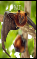 Bat Wall Calendar 2021