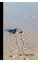 hatcher sea turtle