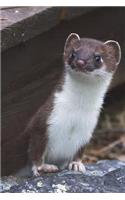 Weasel in a Hole Journal: 150 page lined notebook/diary