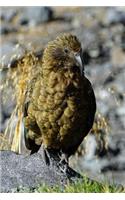 A Kea Mountain Parrot Nestor notabilis in New Zealand Journal: 150 Page Lined Notebook/Diar