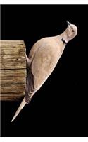 Dove Perched on a Post Journal