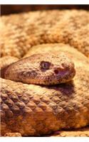 Spotted Rattlesnake Notebook