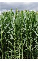 Corn Field: 150 Lined Journal Pages / Diary / Notebook Featuring Farm of Fresh Corn Stalks Plantings on the Cover