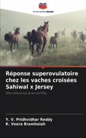 Réponse superovulatoire chez les vaches croisées Sahiwal x Jersey