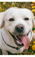 Labrador