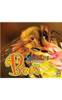 Bees: (Science Kids: Life Cycles)
