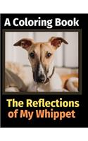 Reflections of My Whippet