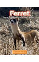 Ferret: Fun Facts and Amazing Photos of Animals in Nature