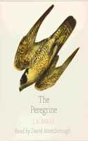 The Peregrine