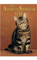 The American Shorthair Cat