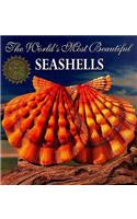 The World's Most Beautiful Seashells