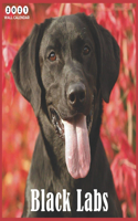 black labs - wall Calendar 2021: Beautiful black labs - 2021 Calendar 8.5" x 8.5" - glossy finish