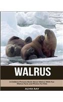 Walrus