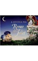 Guinea Pig Romeo & Juliet