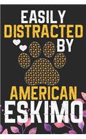 Easily Distracted by American Eskimo