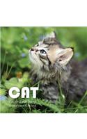 Cat Calendar 2020: 16 Month Calendar
