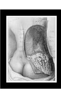 Posterior View of Lumbar Region