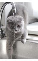 Gray Cat Drinking from the Faucet Journal