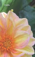 Dahlia