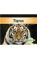 Tigres (Tigers)