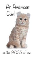 A Cream American Curl Cat is the Boss of me...