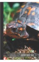 eastern turtle notes