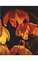 Orange Notebook Large Size 8.5 x 11 Ruled 150 pages Softcover