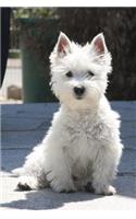 White West Highland Terrier Puppy Journal