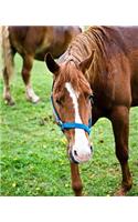 Horse Photo School Composition Book Equine Wet Chestnut