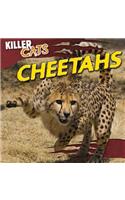 Cheetahs