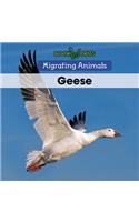 Geese