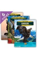 Xtreme Raptors (Set)