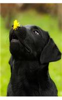 Black Labrador Puppy Dog with Dandelion Journal: 150 Page Lined Notebook/Diary