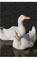 Two White Ducks Swimming in the Water Marine Bird Journal: 150 Page Lined Notebook/Diary