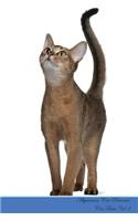 Abyssinian Cat Presents