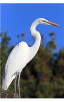 Great White Heron Journal: 150 page lined notebook/diary