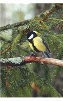 The Great Tit Journal (It's a Bird, Guys)