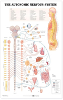 Autonomic Nervous System Anatomical Chart: (laminated)