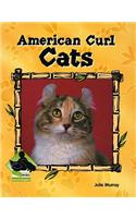 American Curl Cats