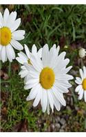 2019 Daily Planner Pretty Daisies Full Bloom 384 Pages